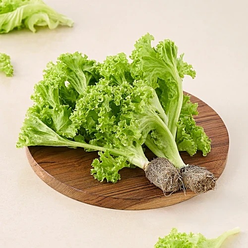 Wheatgrass